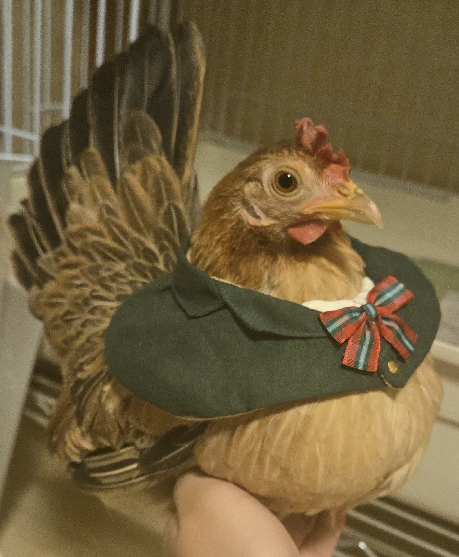 小鳥ページ シマ鳥 (@shimahekotori_) / X