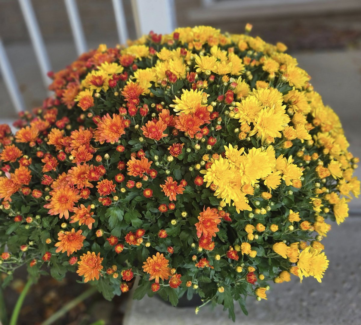 Lindakx947's tweet photo. I had every intention of getting 2 Mum plants but when they're this big and beautiful, I settled on one.
Just adds that little bit of beauty to our front porch.
#fallmums #tistheseason #flowergeek
Enjoy another sunny 26 degree day!! https://t.co/2qh3HMtsCk