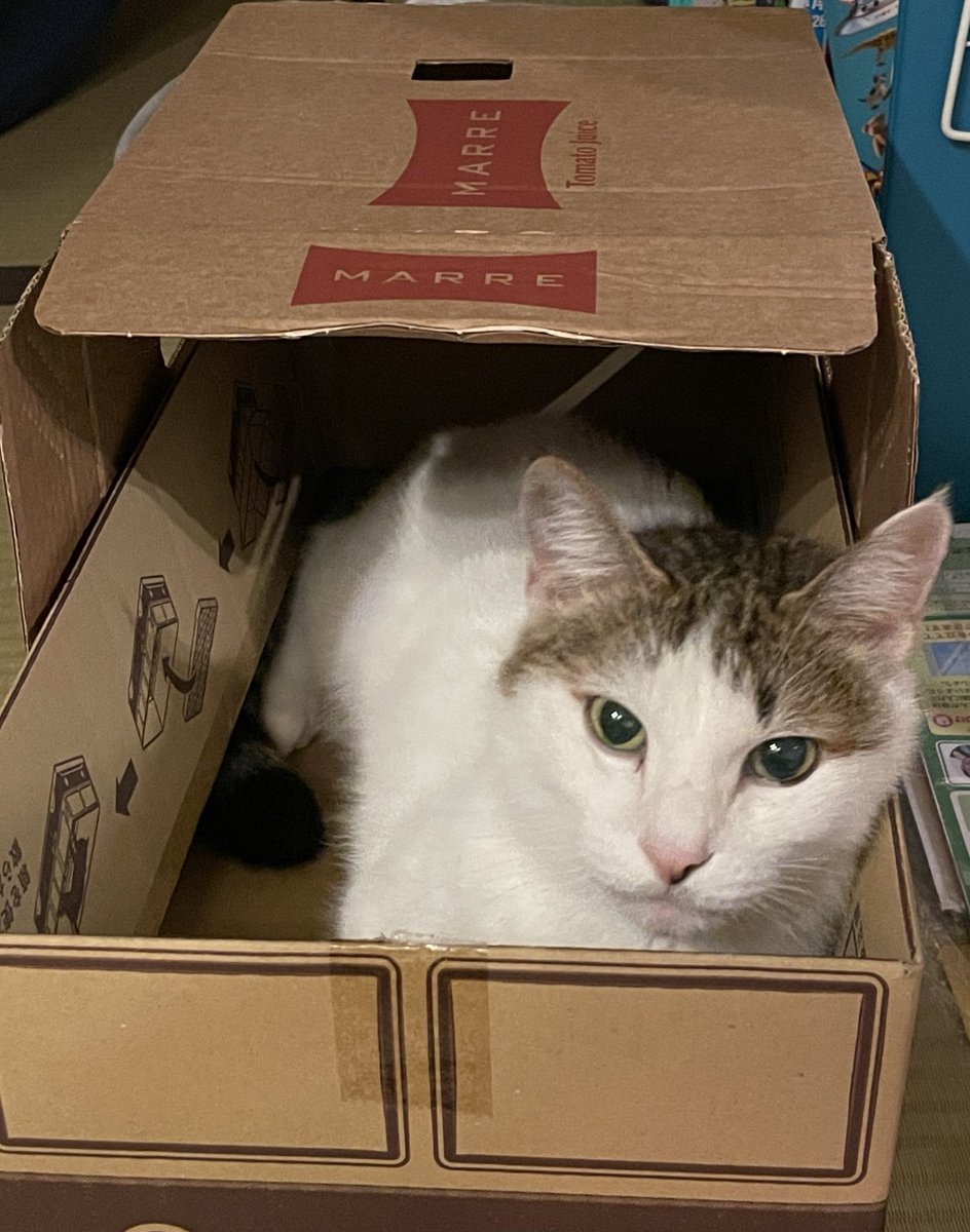 ゆきち先生の新しい事務所
#ねこ