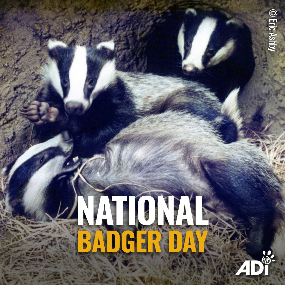 B_Badger_MD's tweet photo. Once more, we celebrate another glorious BADGER DAY in the midst of BROCKTOBER! On this day let us all celebrate badgers & advocate for them! Across the world we are persecuted despite our innocence, & our contributions to the ecosystem! #BadgerDay #BadgerPride #Stopthecull https://t.co/LFgxFGlB79