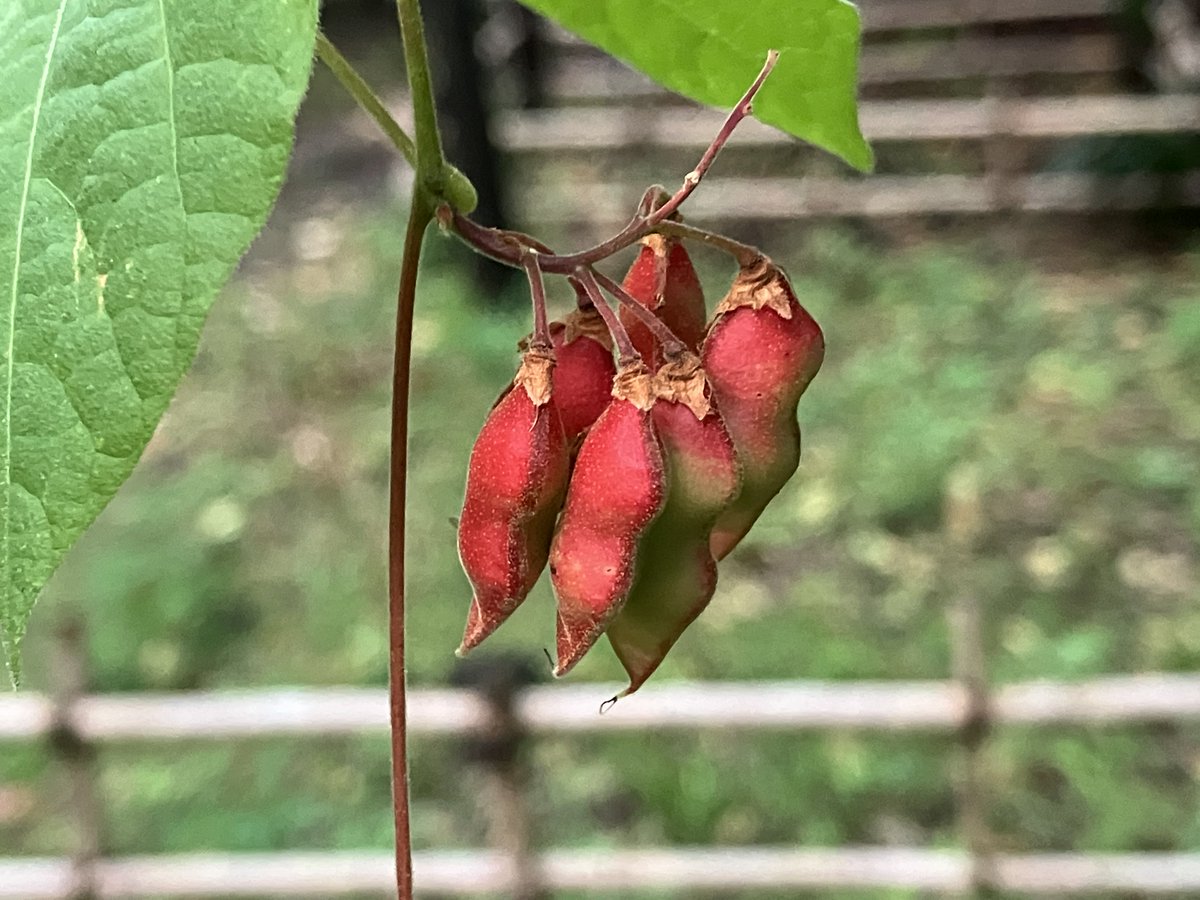 きぬちゃん⭐︎ きぬちゃん⛸️🌸⛰️💙 (@kinuchanyuzu) / X