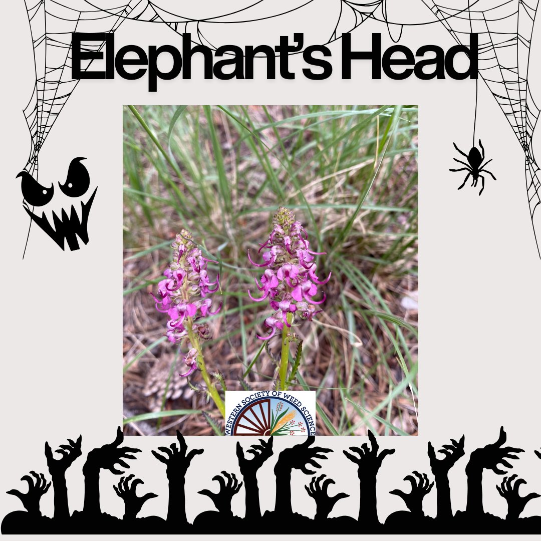WSWeedSci's tweet image. 👻🌿 Creepy plant: Elephant’s Head!

This eerie wildflower looks like tiny pink elephant heads — but don’t be fooled by its cute face. It’s a native parasitic plant, latching onto the roots of nearby grasses &amp;amp; sedges to steal nutrients. 😱

#WSWS #spookyplants #weirdweeds #botany