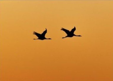 AMvanHolst's tweet photo. Wherever the wind may lead
#birdsofafeather
#neverfaraway https://t.co/0BE1KZCXrX