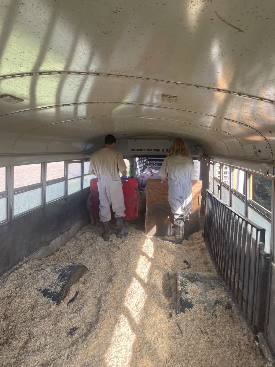 That last of the pigs leaving. Been raising hogs since 94.