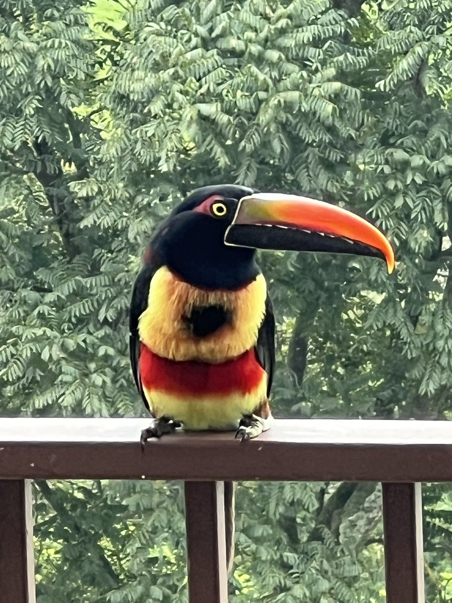 jampropulsion's tweet image. This mornings visitor. Collared Aracari Toucan #costarica