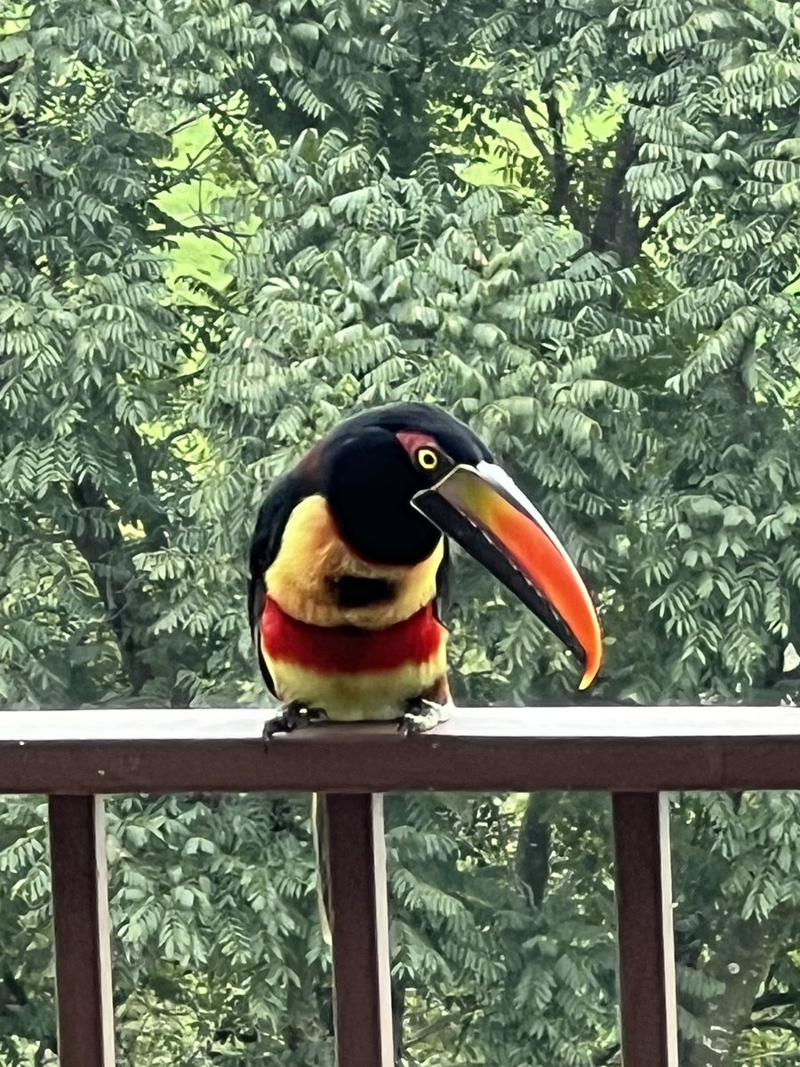 jampropulsion's tweet image. This mornings visitor. Collared Aracari Toucan #costarica