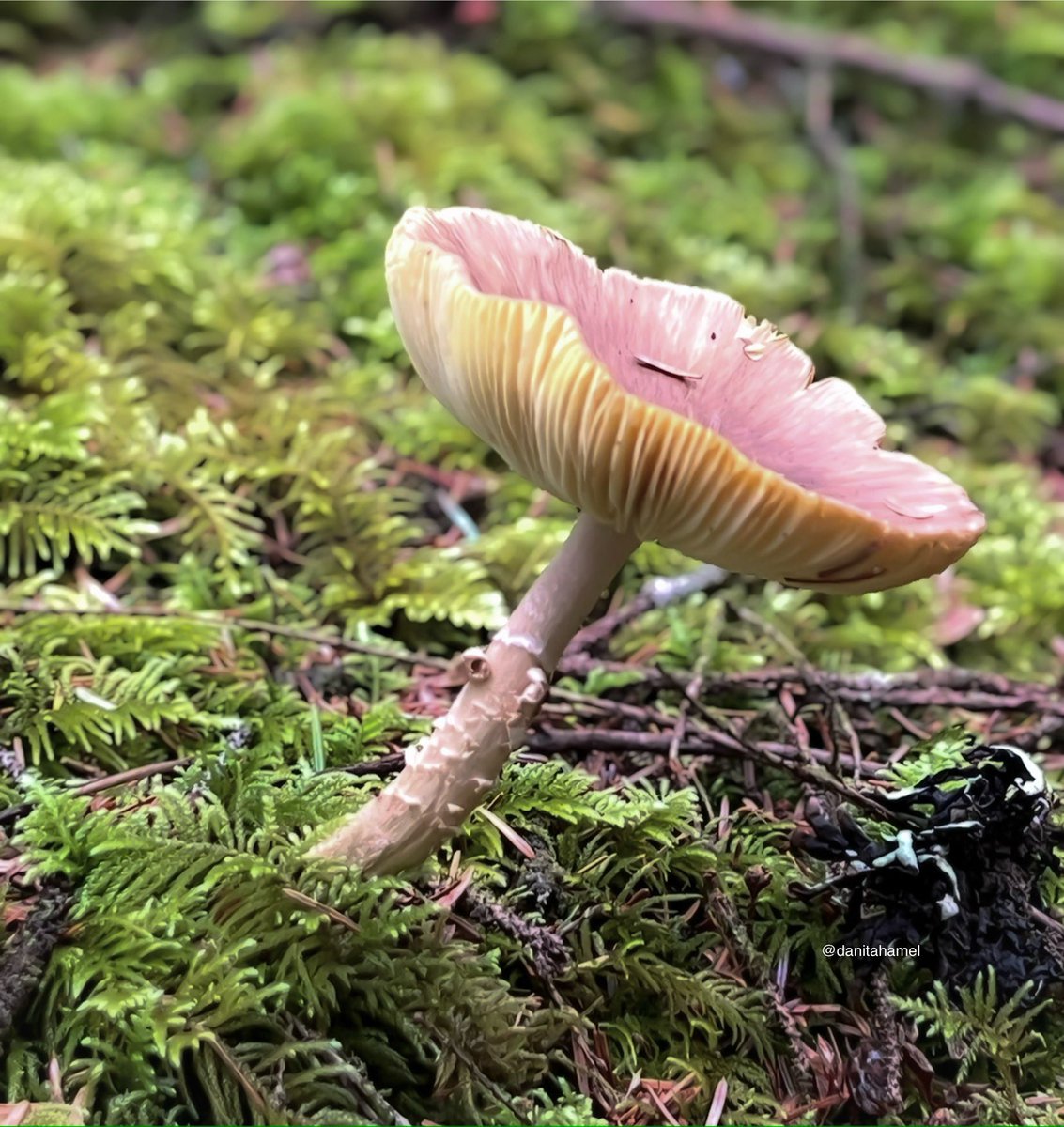danitahamel's tweet photo. Happy Monday!☕️🫖😊

Today’s photo theme is: Leaning 🍄‍🟫

#Leaning https://t.co/CzJYWDcE7J