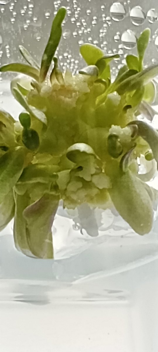 National Centre for Biotechnology Education tweet media