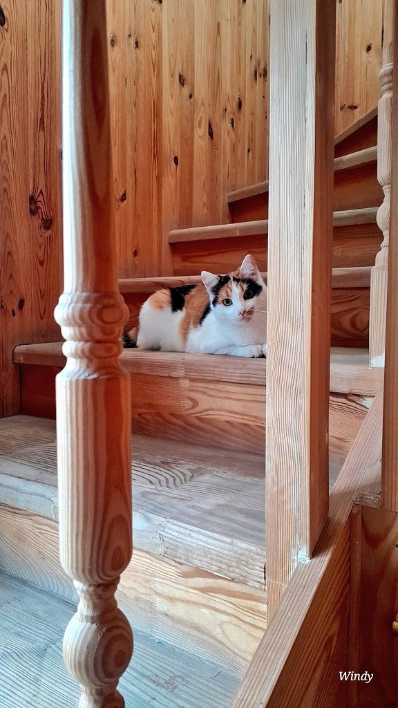 Маруся - Сумська кішка.
Стерилізована, здорова, оброблена, має чіп.
Їй ~півтора роки. Ходить в лоток, їсть сухий корм. Активна.

Має бути одною кішкою в родині, бо не любить інших котів.
Шукає родину в Україні. Привезу її вам.

+380639661606
Катерина