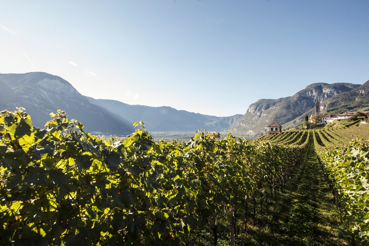 WineNewsIt's tweet image. #AltoAdige, un grande territorio del vino italiano che ridefinisce la sua identità con le #Uga. Terra in primis di grandi bianchi, ma sempre più anche di bollicine, vede #Consorzio e #produttori puntare su specificità sempre più definite, winenews.it/it/alto-adige-…