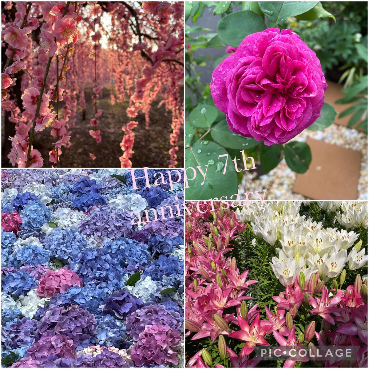 Floraison✥　2点おまとめ 私のズボラ時短＆アエオニウムとかセンポニウムとか(*Ü