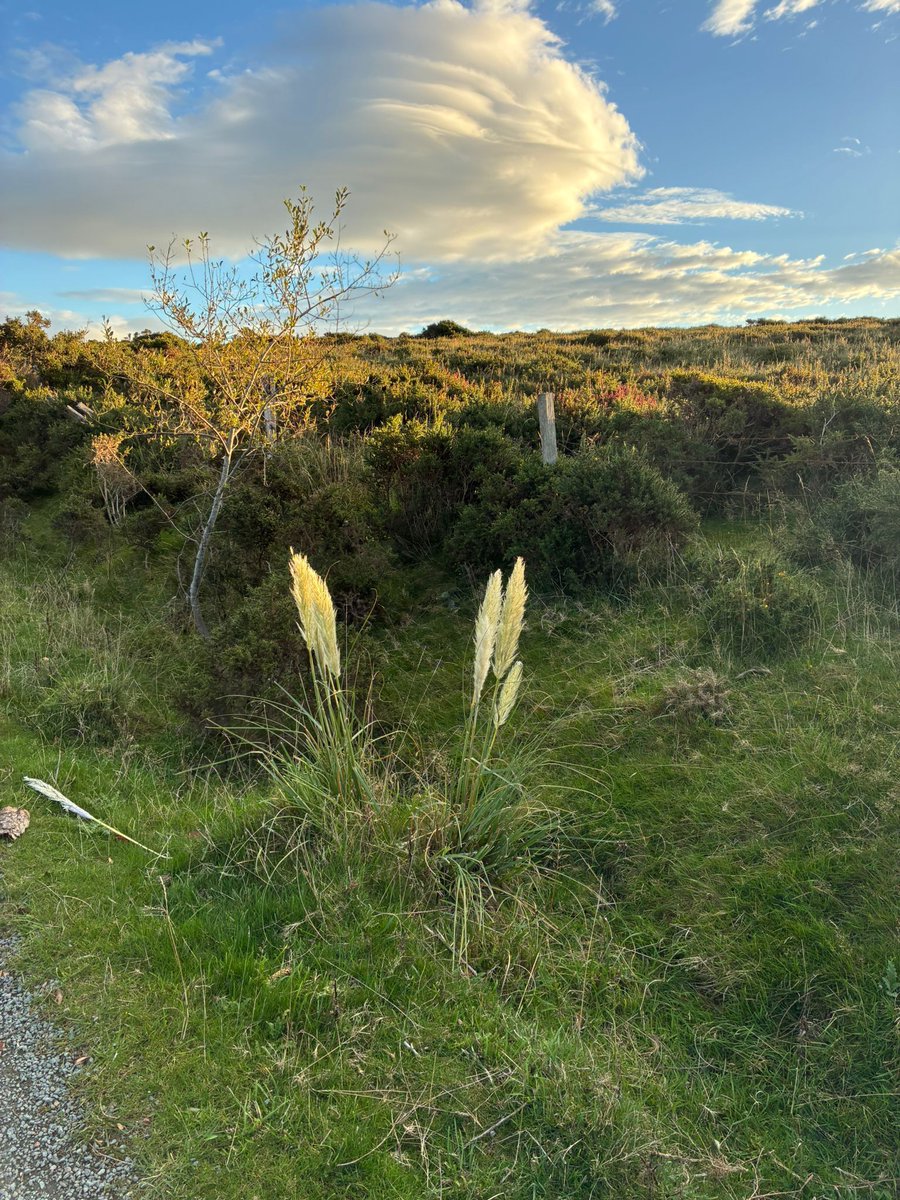 WicklowUplands's tweet photo. Driving through the #WicklowUplands, a lone Pampas Grass shoots towards the sun. 🌞 garden #greenwaste in our uplands isn’t good.  Dispose responsibly—green bins, local dumps, at-home composting piles. #StopIllegalDumping #ProtectNature #PUREProject #InvasiveSpecies #LeaveNoTrace https://t.co/68XYP48Mc4