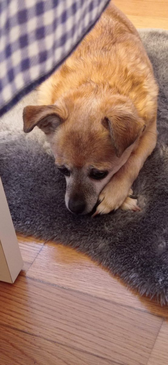 codq's tweet image. 🤧