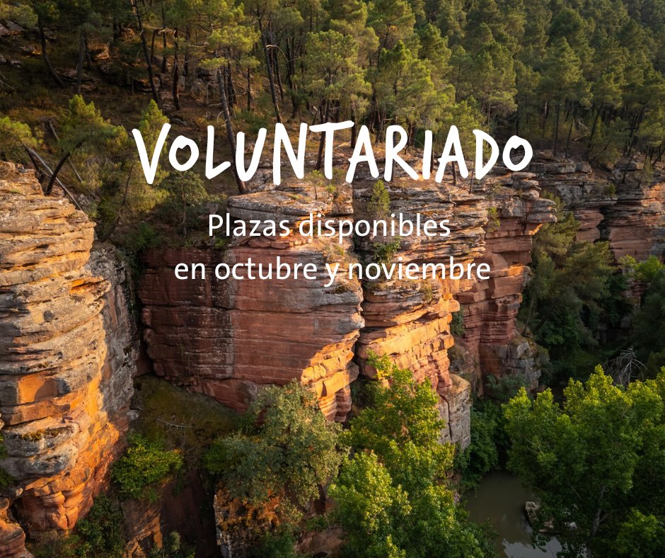 🇪🇸  ¿Te gustaría implicarte en la #renaturalización del Sistema Ibérico Sur?
🤩 Plazas de #voluntariado disponibles en octubre y noviembre
🐎 Trabajo de campo y mantenimiento de infraestructuras en áreas de pastoreo natural

🇪🇸 rewilding-spain.com/voluntariado/

🇬🇧 rewilding-spain.com/en/volunteerin…