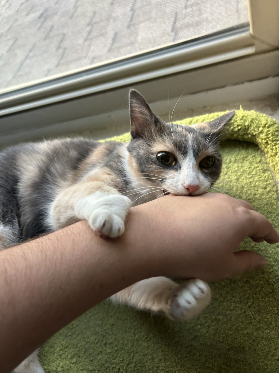 oreoeocat tweet picture