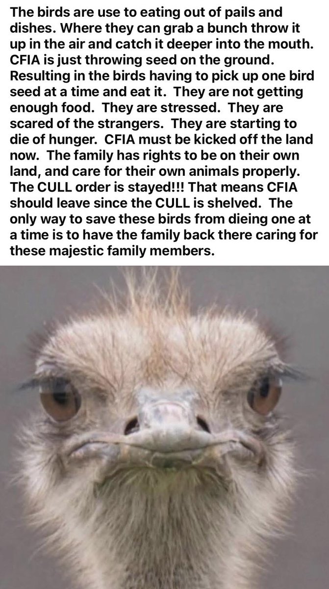 mygirlvicki's tweet photo. I pray @DrOz @realDonaldTrump &amp; #RFK will step in to save the remaining #Ostriches in BC. This 🇨🇦 libtard country that doesn’t respect private property rights must be challenged. CFIA are currently starving them to death one at a time and burring them on that farm. Please Help 🙏 https://t.co/fokWYcsa86