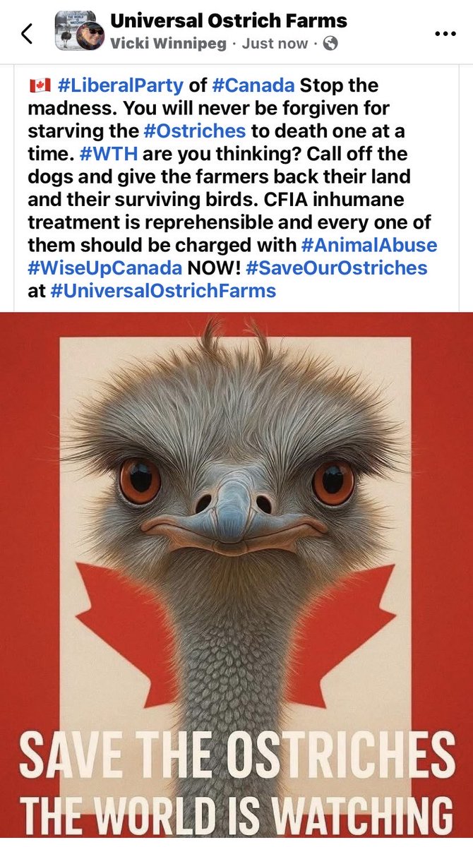 mygirlvicki's tweet photo. I pray @DrOz @realDonaldTrump &amp; #RFK will step in to save the remaining #Ostriches in BC. This 🇨🇦 libtard country that doesn’t respect private property rights must be challenged. CFIA are currently starving them to death one at a time and burring them on that farm. Please Help 🙏 https://t.co/fokWYcsa86