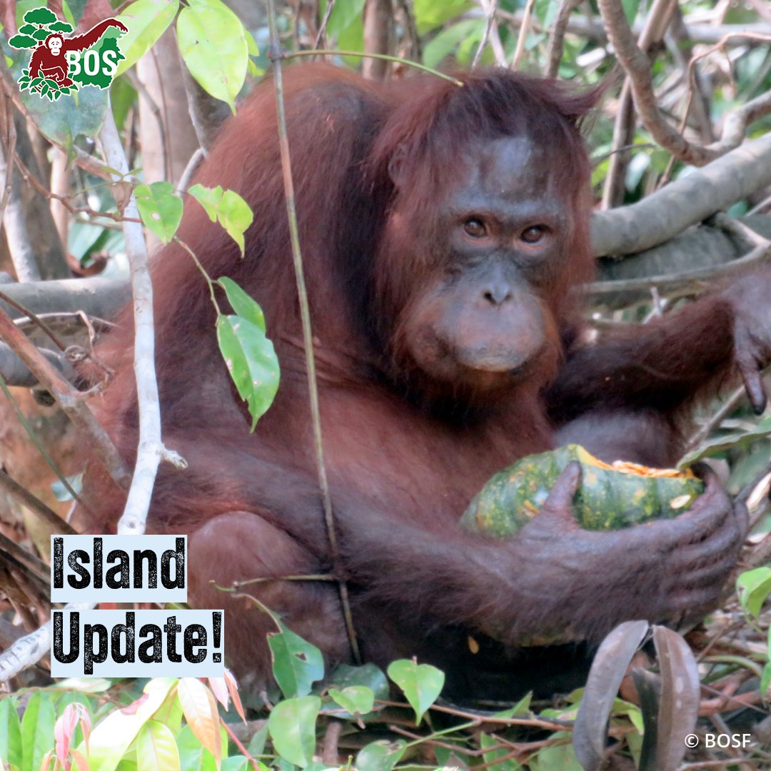 BOSUSA2's tweet photo. #IslandUpdate! Remember this face? Rescued in 2017, Timpah is now living on pre-release Badak Kecil Island. #NotAPet #ProtectDontTrade https://t.co/EUYsMjLVQO