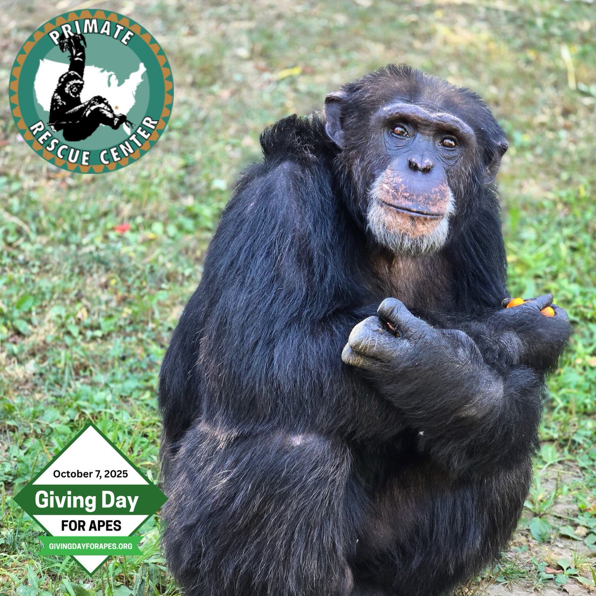 On Giving Day for Apes, we are fundraising for medical care costs for our special needs and advanced age chimps.  From costly meds, supplements, supplies and vet exams, your $$ will help us to continue providing the lifesaving care they deserve.
givingdayforapes.org/organization/P…