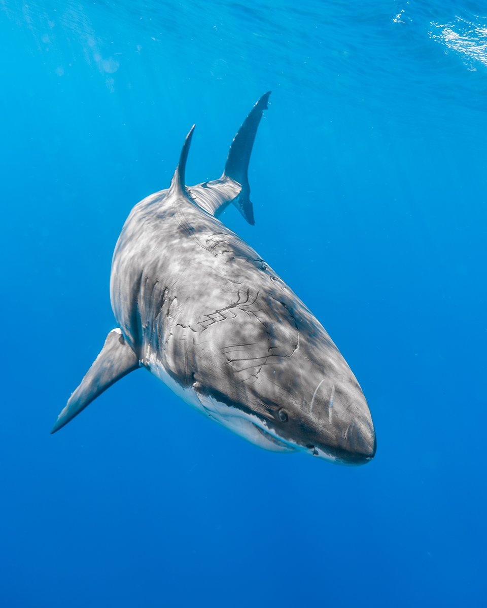 Bite Face, one of Guadalupe's OG great white sharks, was named for a gaping bite wound to his face over a decade ago. 

In the years to follow, he would continue to live up to that name showing up with new bite wounds most years.
