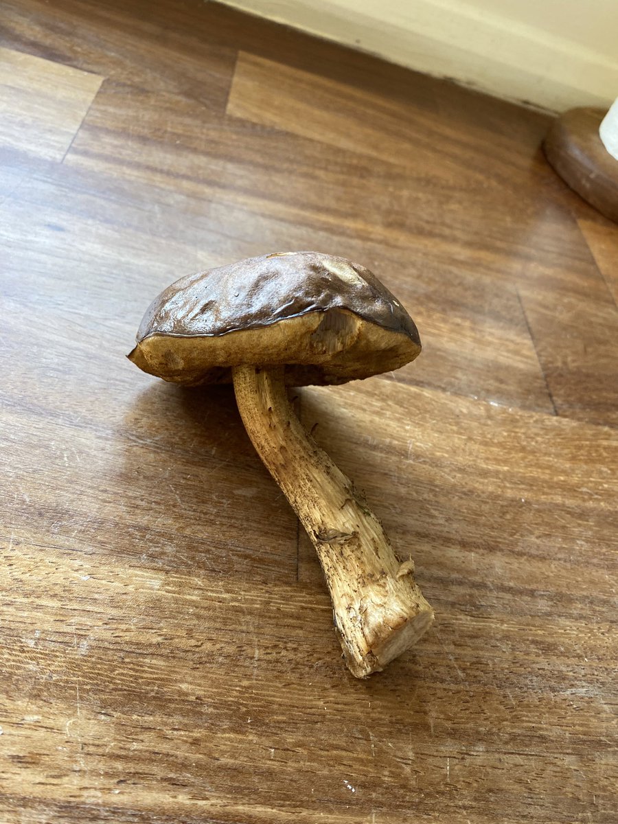 The butler is beyond excited, which is an unusual occurrence to witness and does not happen often. 
We have been for a walk and he has come back with a sizeable haul of Bay Bolete’s. 
The HK conceded they are what he’s says but will still not be eating them!
