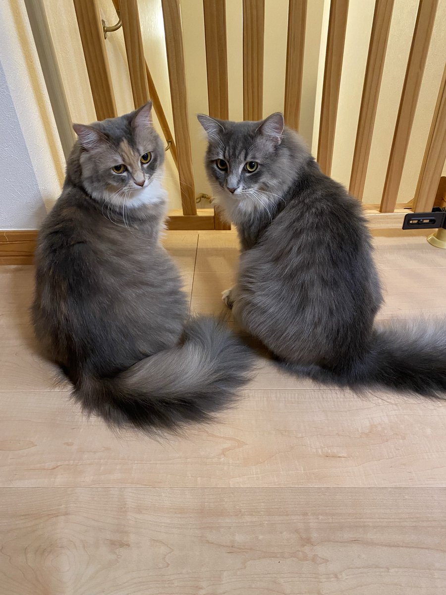 自室にいる旦那が心配な猫2匹
←ふみちゃん
ぶんちゃん→