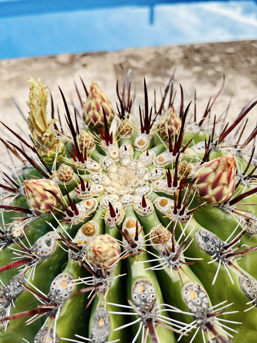 ツボミ見つけました、🌵💓楽しみ〜✨✨　#サボテンの花 
#ロスカボス