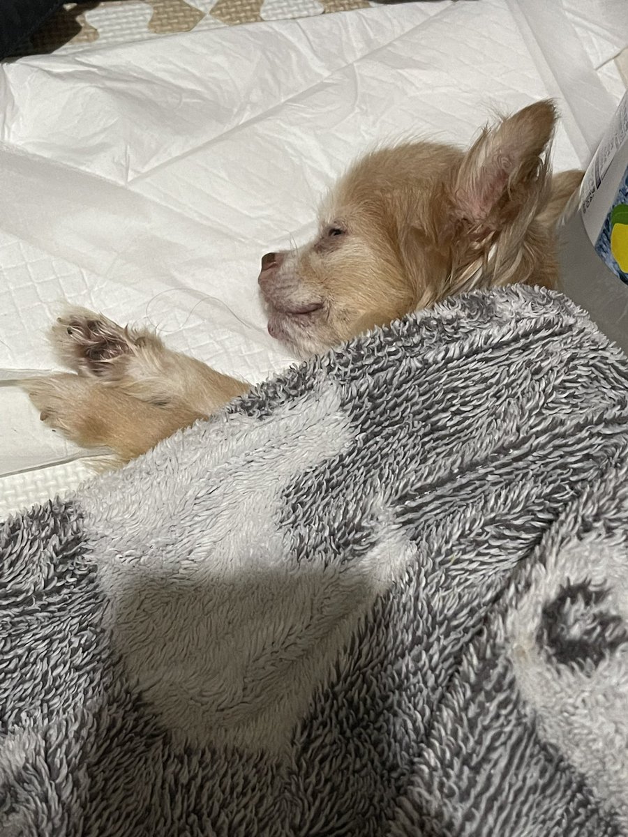 06yuu11's tweet photo. 10/6午後10時半頃、15歳と４ヶ月チワワのわさびが亡くなりました。

重積発作？のような症状が出て、数十分発作で手足や顔がびくびく。パニックで何もできず時が流れ、最後口を開けて苦しそうに唾を飲むような仕草をして静かに亡くなりました。
思い出すと涙が止まらない。ごめんね。
#犬 https://t.co/GgCXutlGsX