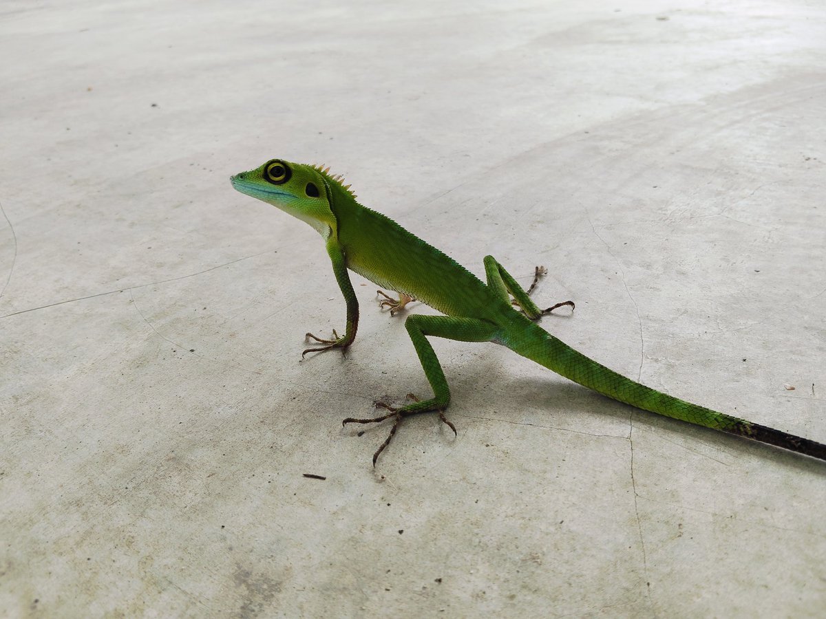 gc_gan's tweet photo. Green Crested Lizard (Bronchocela cristatella)

Spotted in Sep 2025 @ Penang, Malaysia. https://t.co/iAlI9sUO3J