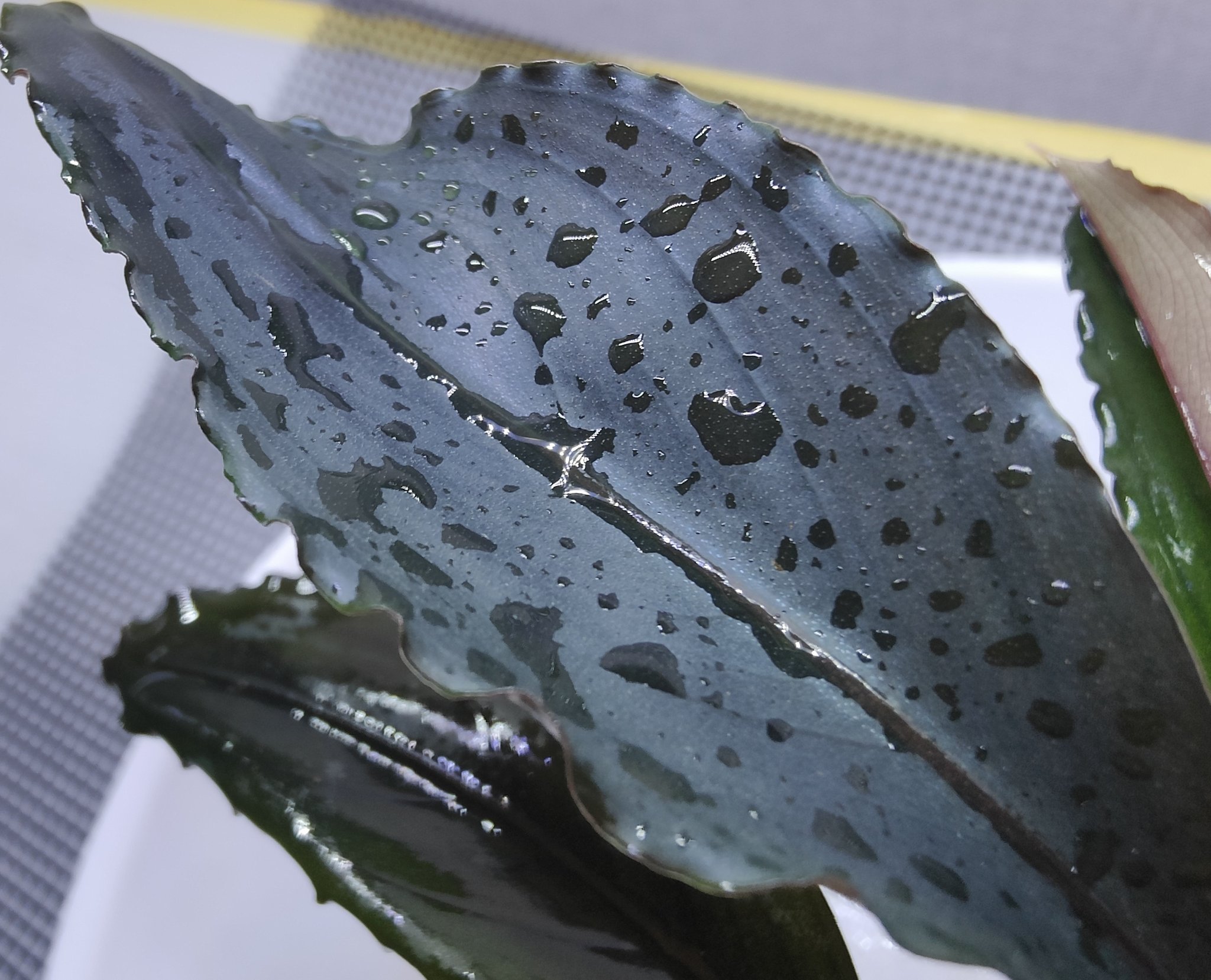 BUCEPHALANDRA for ポンコツ商店 Bucepharandra sp. Shining-Black from Kota baru