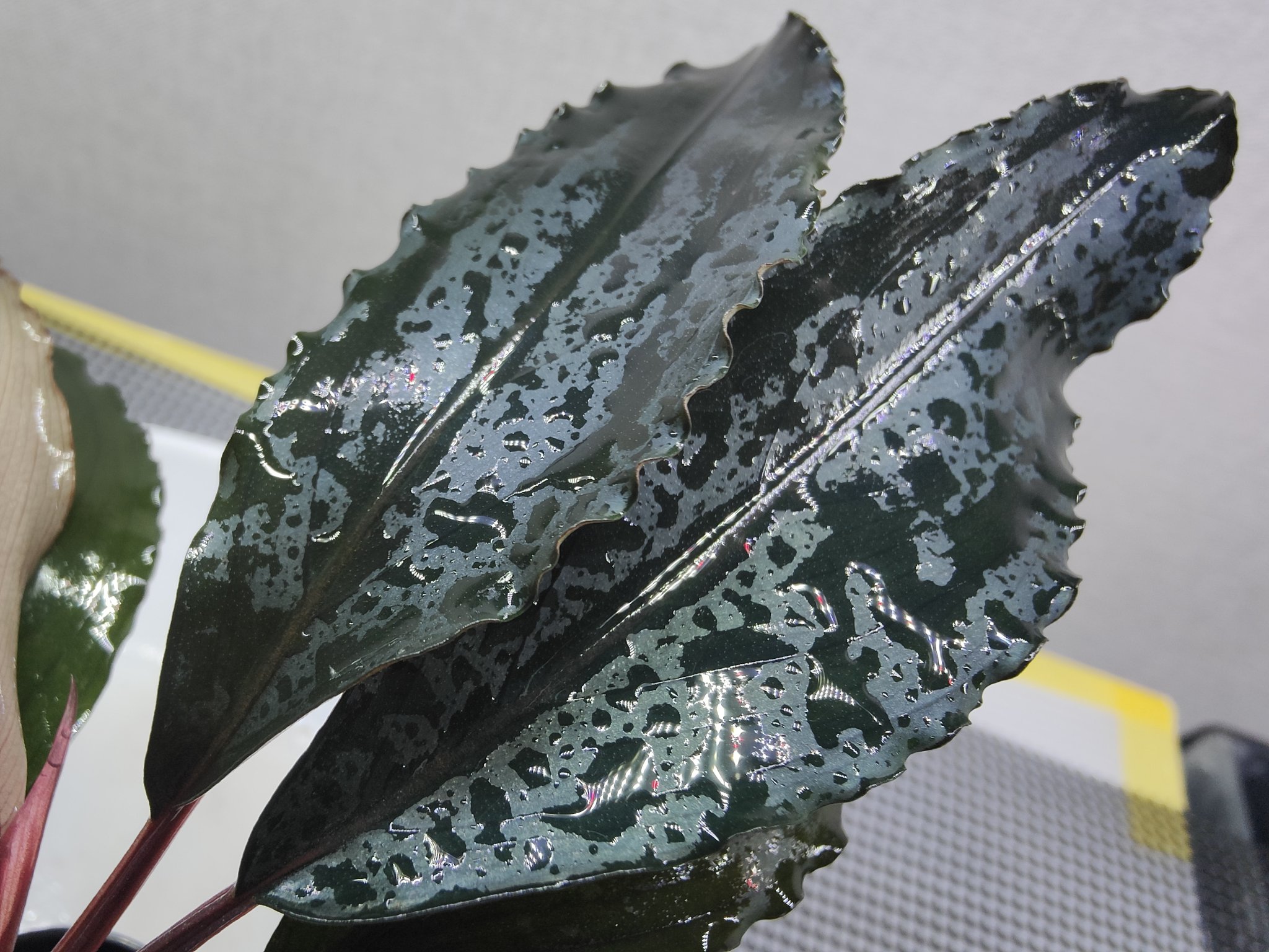 BUCEPHALANDRA for ポンコツ商店 Bucepharandra sp. Shining-Black from Kota baru