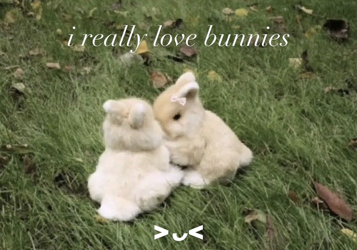 Bunnies tweet media