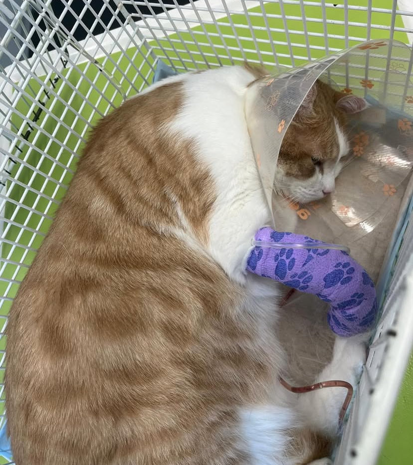 Wer etwas spenden kann, dem wāre ich so unendlich dankbar auch wenn es nicht viel ist 🙏🙏

Bitte teilt diesen Post oder Repostet ♻️ wer nicht spenden kann. Niemand ist verpflichtet irgendwas zu machen aber alleine ist es Zuviel Geld, danke im Voraus. 

gofund.me/cfa9b6db5