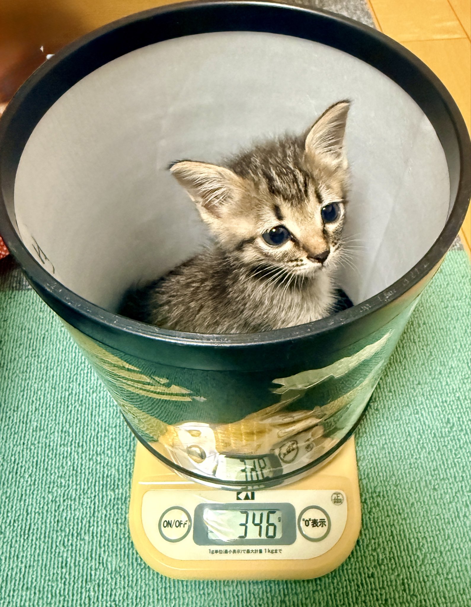 どこかの猫好き もるきち on X: 
