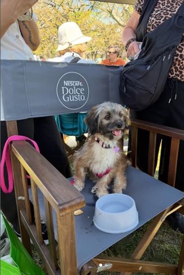 DeGatitos_'s tweet photo. Gracias a María Marta que me acompaño con Lupita #SoyLupitadelaBachi_FDG.
Y gracias a mi YODITA, feliz, en brazos de tanta pero tanta gente.
Festival Mascotear 🐾
IG @jibarrionuevo
IG @rescataditosdelsol
#yodavalentin https://t.co/Plzi7V3gyk