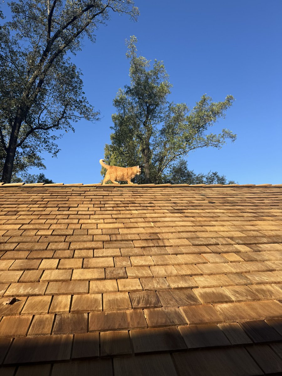 Clifton Dalgard tweet media