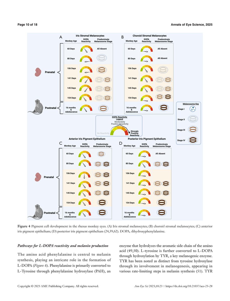 The Bhattacharya Lab@BascomPalmerEye tweet media