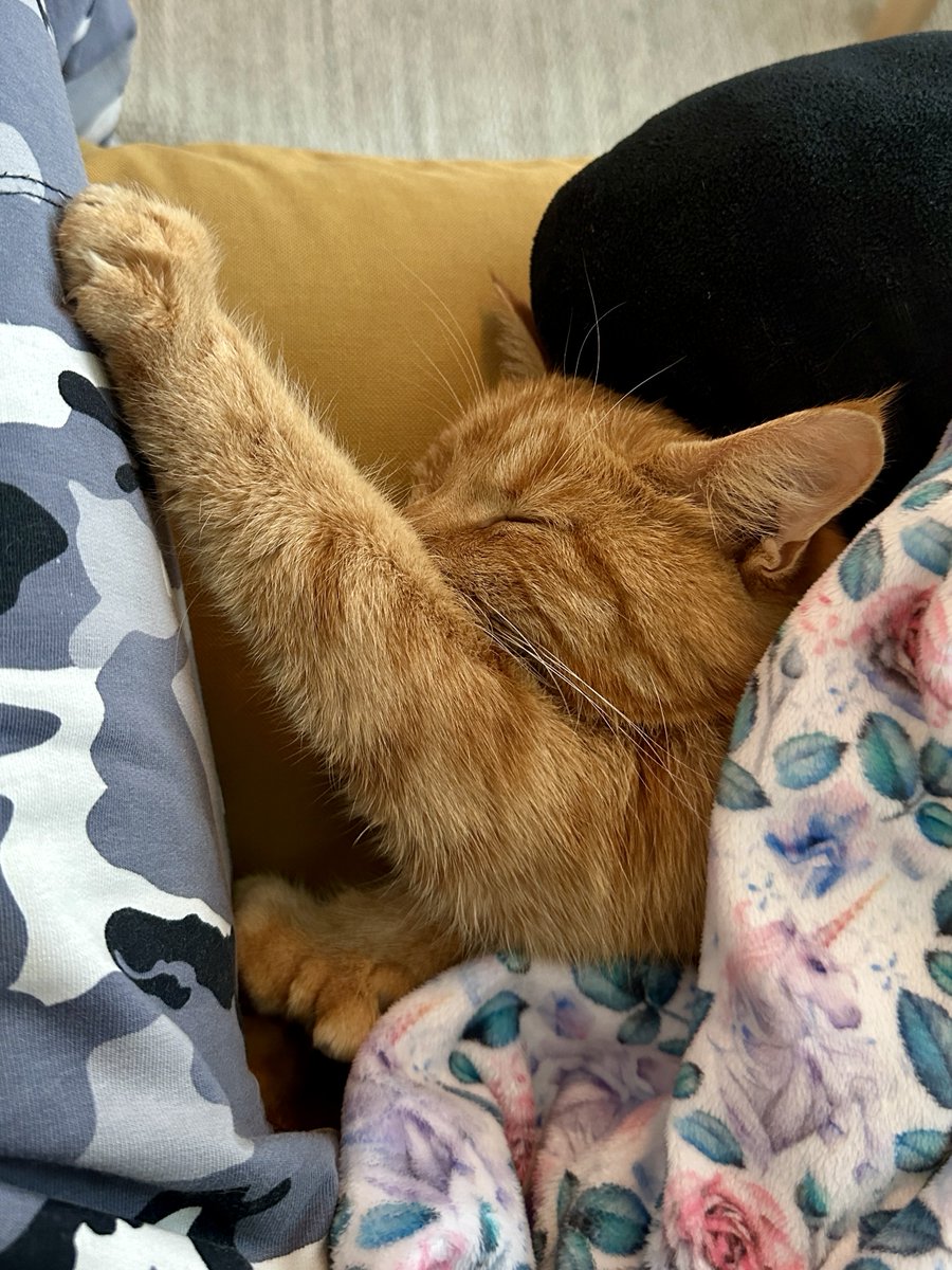 Got a visitor at home office today and she fell asleep next to me, gave her a blanket 😸