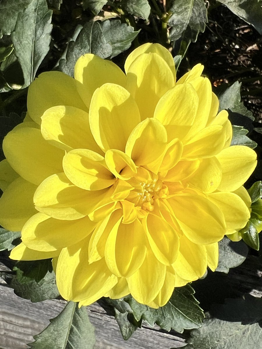 Yellow Dahlia.