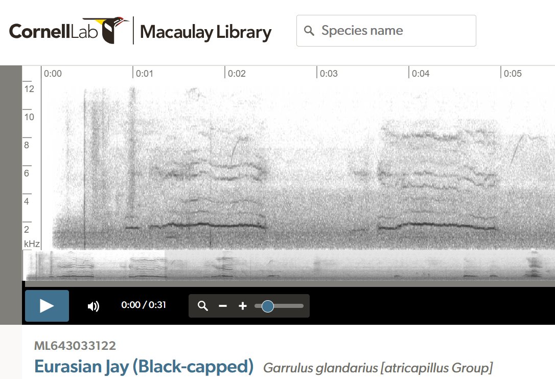 yoavperlman's tweet image. How cool is that!
Eurasian Jay mimicking a rooster, and also perhaps a parakeet and a cat? Interested in your thoughts, please click macaulaylibrary.org/asset/643033122