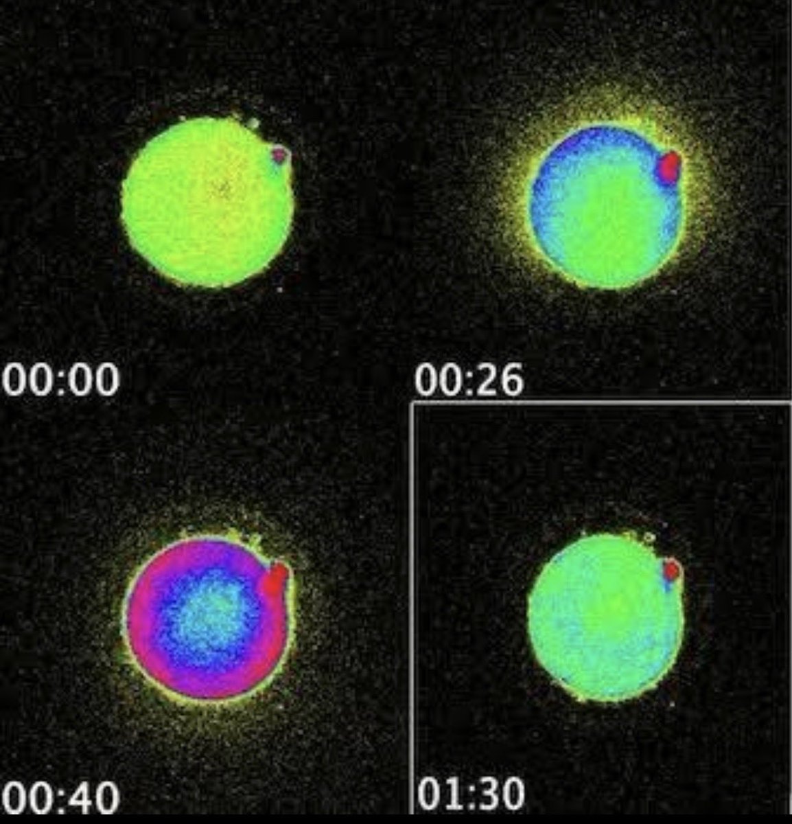 iris_seraphina's tweet image. ✨ The Spark of Life ✨
At the very moment of conception, when sperm meets egg, scientists have captured something extraordinary: a literal flash of light.
This "zinc spark" is a burst of energy released as billions of zinc atoms are activated, illuminating the very beginning…