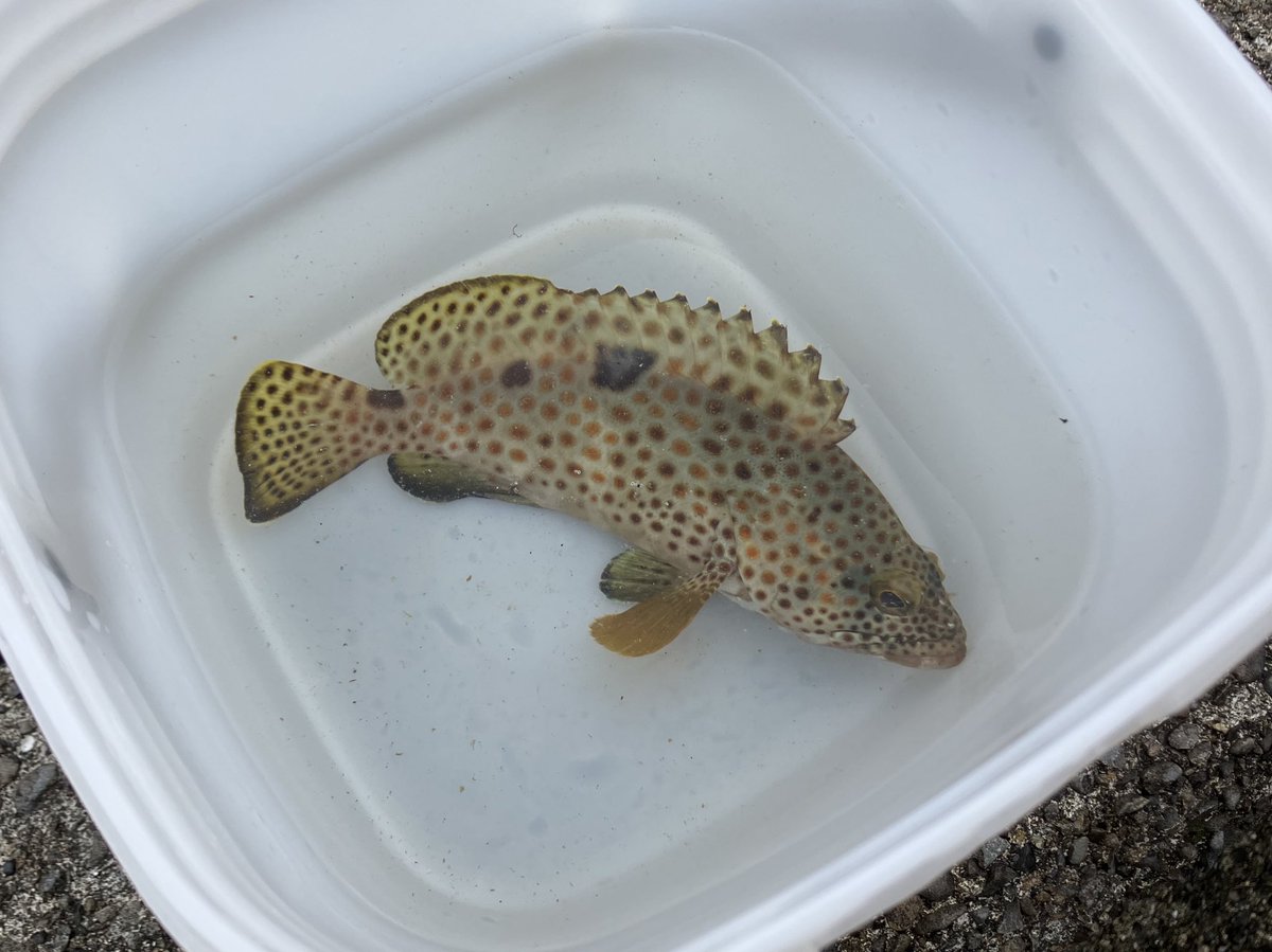 もも (@Favonigobius) / X