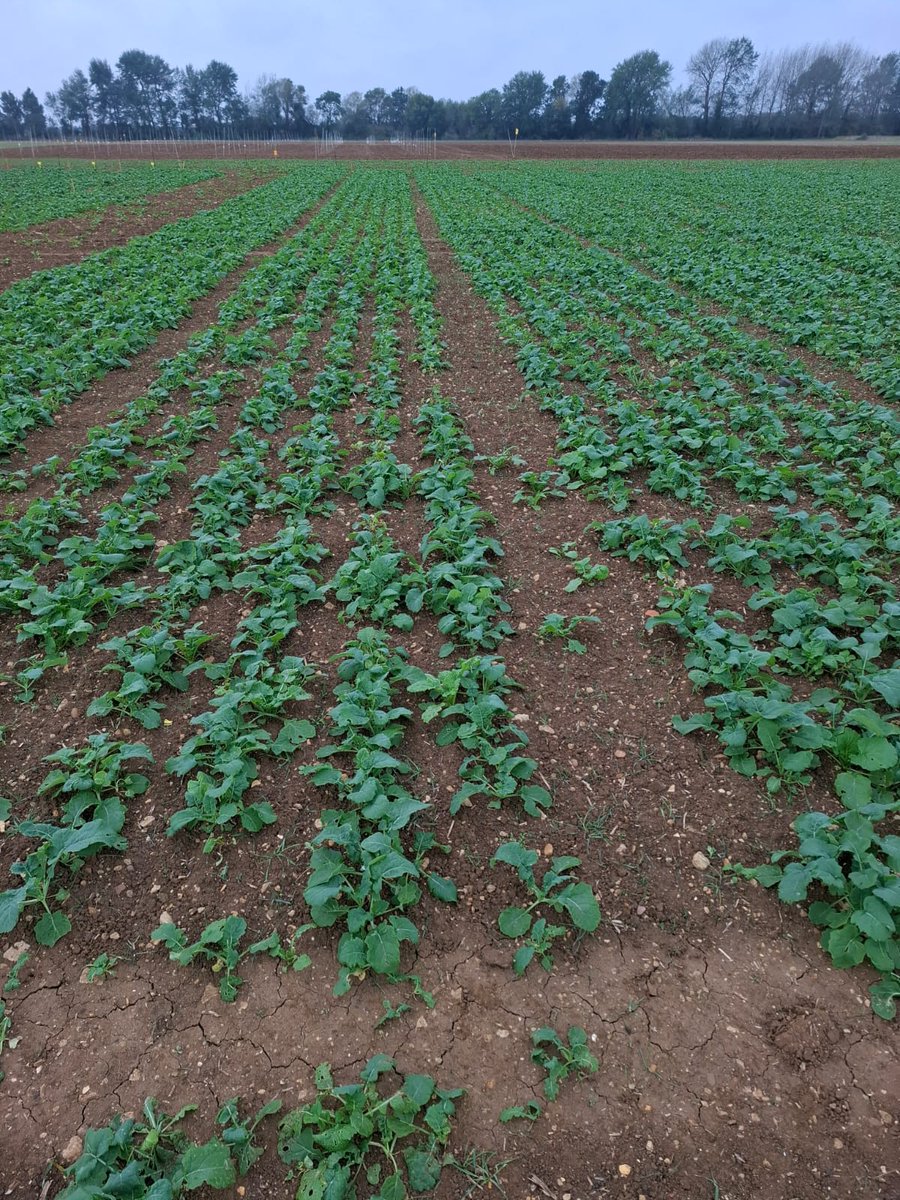 Oxford Agricultural Trials tweet media