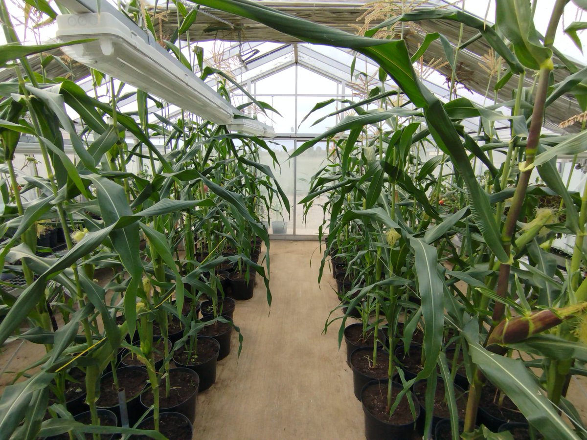 Oxford Agricultural Trials tweet media