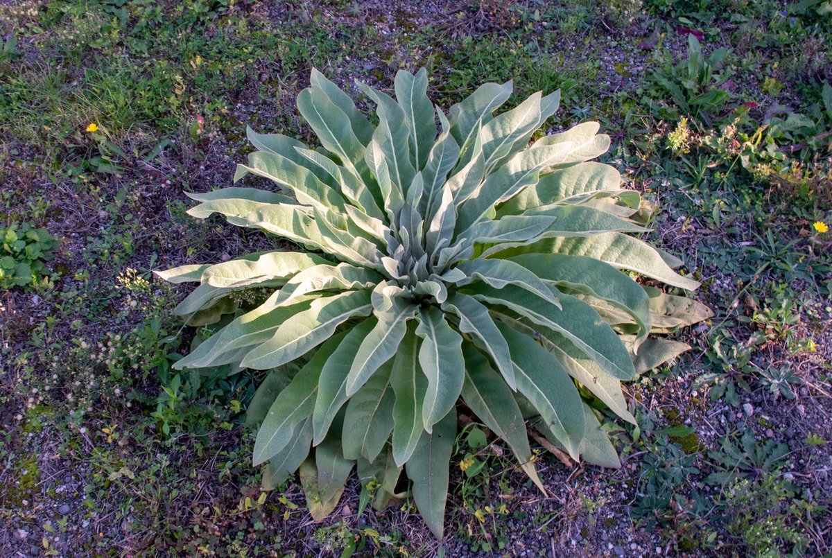 all_about_maye0's tweet photo. Cette plante (#molene) a poussĂ© toute seule au milieu du jardin ; diamĂštre 80 cm đ± https://t.co/VJnnVDjnRo