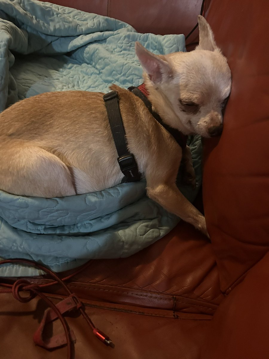 Dee_Sandifer tweet media