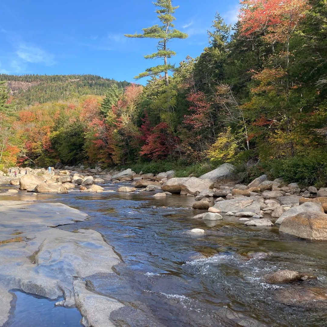 DaftBrian tweet media