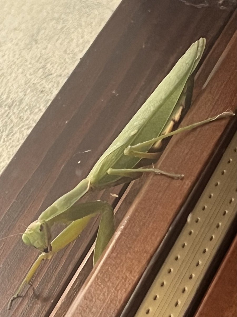 Per il super <a href="/Nicola_Bressi/">Nicola Bressi</a> … maschietto o femminuccia?