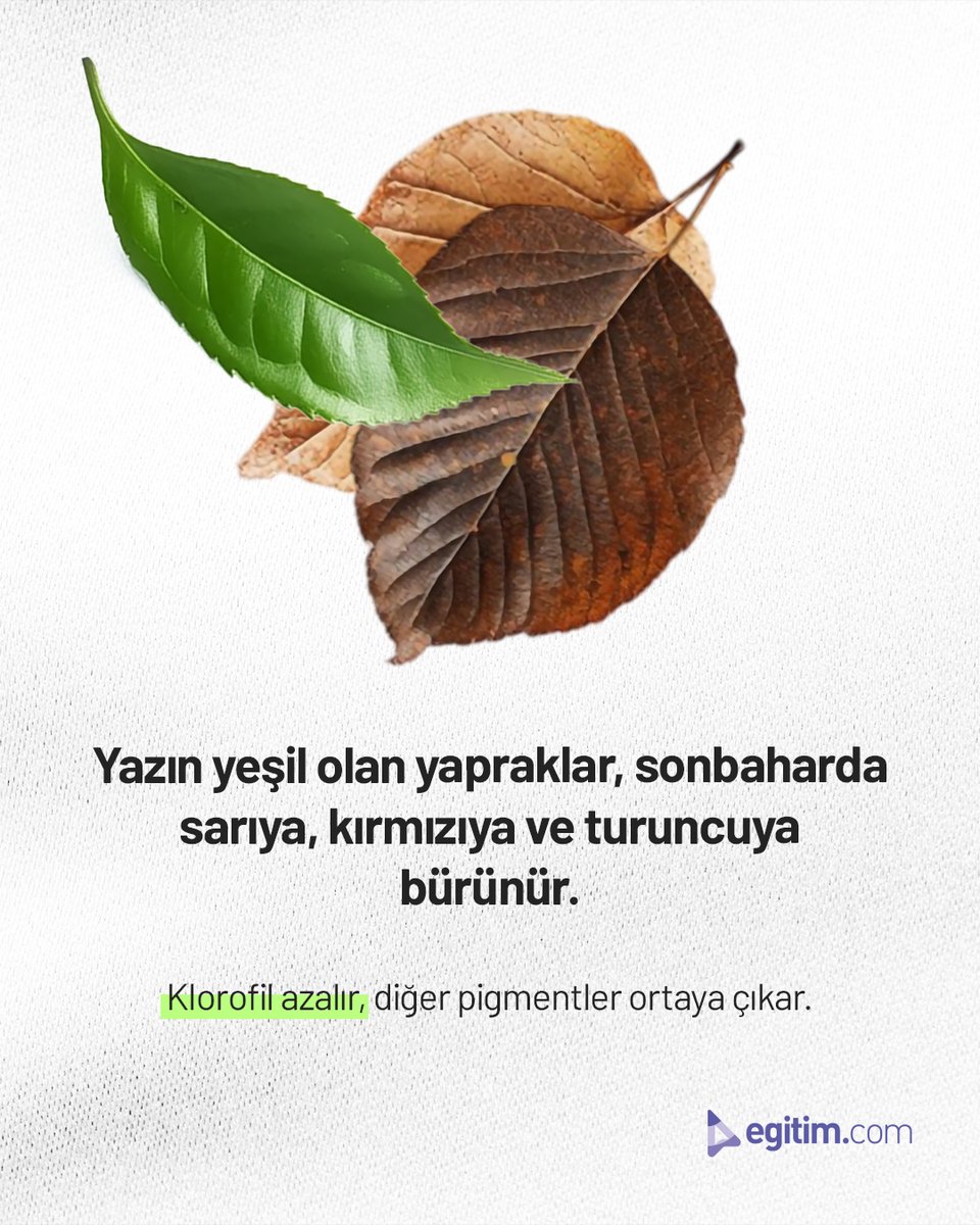 egitim_com's tweet image. Yapraklar yeşilden sarıya, kırmızıya ve turuncuya dönerken…

Doğa, sonbaharda bize renkli bir veda sunuyor! 🍂✨

#Egitimcom #Sonbahar #Yapraklar #Doğa #RenkDeğişimi