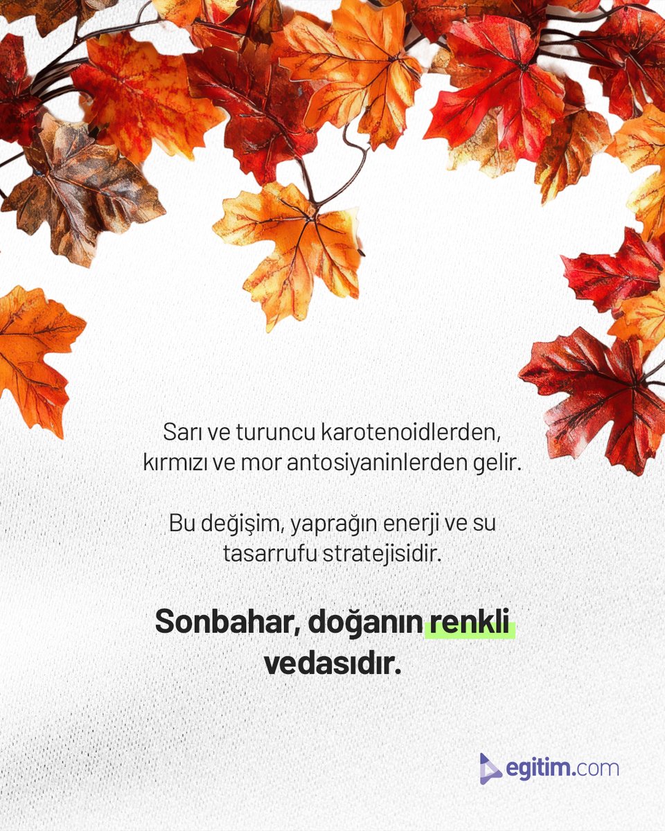egitim_com's tweet image. Yapraklar yeşilden sarıya, kırmızıya ve turuncuya dönerken…

Doğa, sonbaharda bize renkli bir veda sunuyor! 🍂✨

#Egitimcom #Sonbahar #Yapraklar #Doğa #RenkDeğişimi